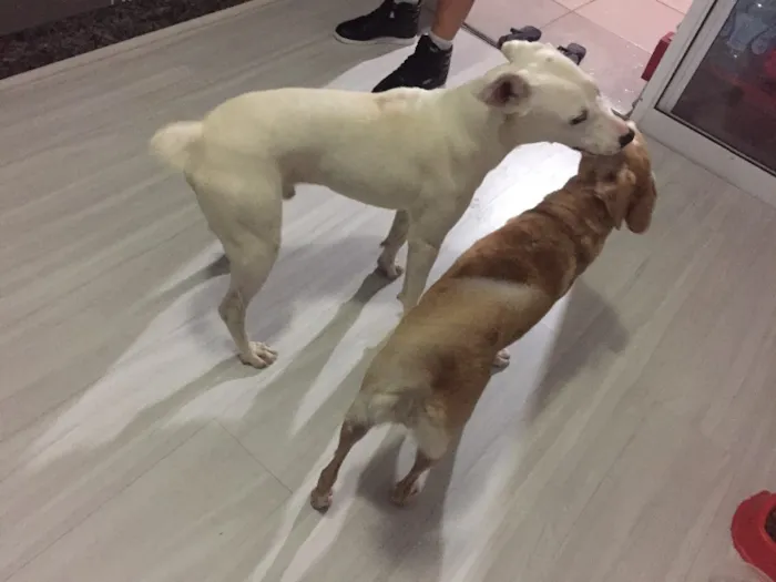 Cachorro ra a SRD idade 1 ano nome Polaco