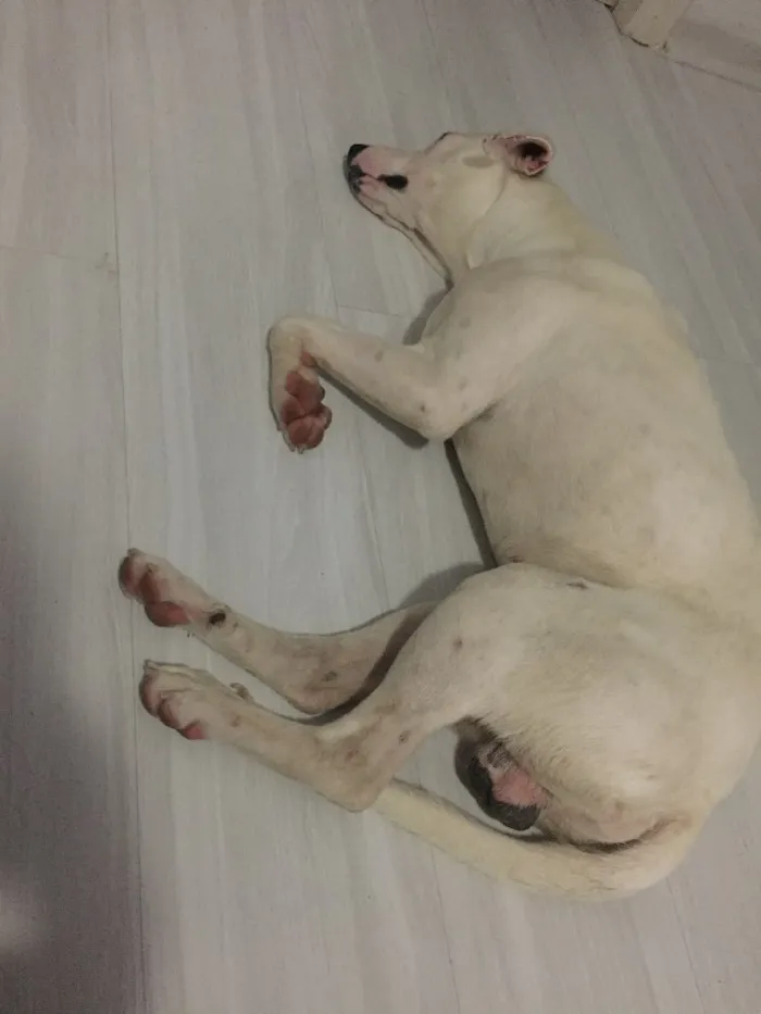 Cachorro ra a SRD idade 1 ano nome Polaco
