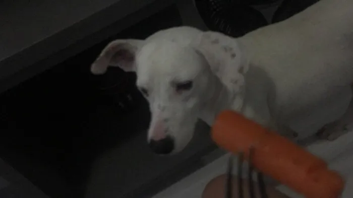 Cachorro ra a SRD idade 1 ano nome Polaco