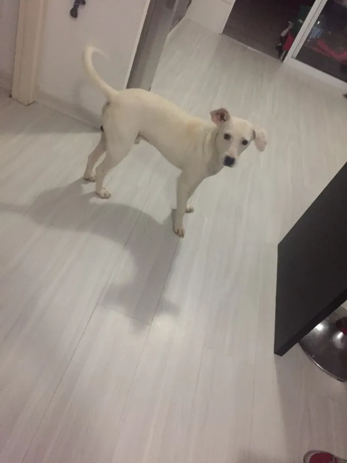 Cachorro ra a SRD idade 1 ano nome Polaco