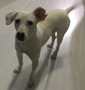 Cachorro raça SRD idade 1 ano nome Polaco