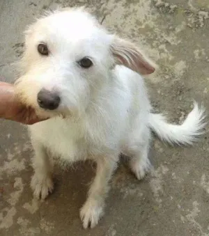 Cachorro raça SRD idade 2 anos nome Galego