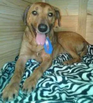 Cachorro raça SRD idade 1 ano nome Davi