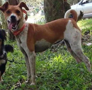 Cachorro raça Fox paulistinha idade 7 a 11 meses nome Lupita