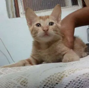 Gato raça sem idade 2 a 6 meses nome Tangerina