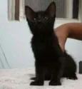 Azulão