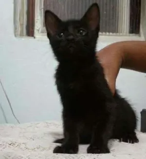Gato raça sem idade 2 a 6 meses nome Azulão