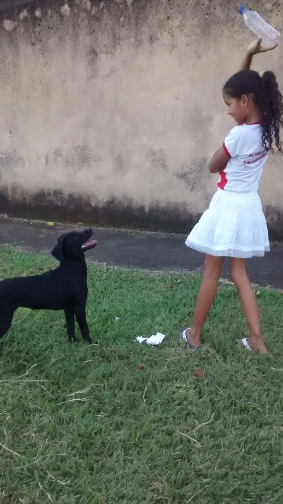Cachorro ra a Labradora idade 2 a 6 meses nome Sarah