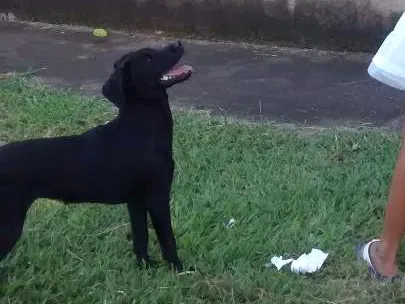 Cachorro ra a Labradora idade 2 a 6 meses nome Sarah