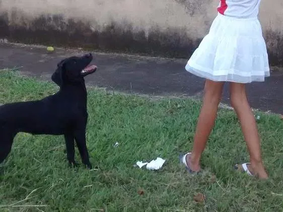 Cachorro ra a Labradora idade 2 a 6 meses nome Sarah
