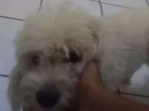 Cachorro raça Poodle, idade 7 a 11 meses nome Mel