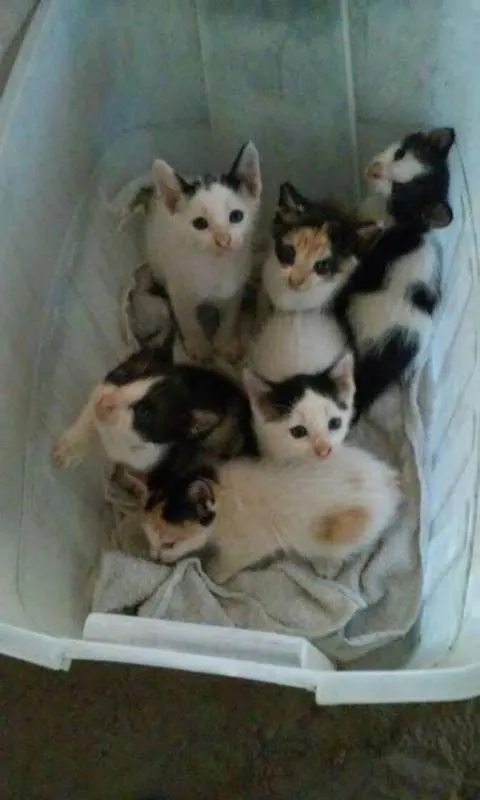 Gato raça Vira-Latas idade 2 a 6 meses nome Sem nomes