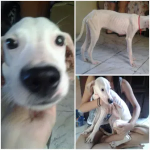 Cachorro raça Dalmata idade 2 a 6 meses nome Aquilhes
