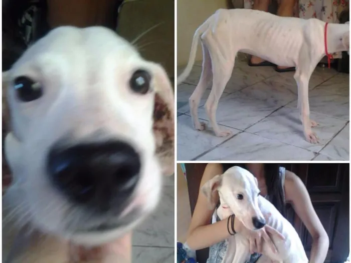 Cachorro ra a Dalmata idade 2 a 6 meses nome Aquilhes