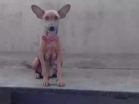 Cachorro ra a Mestiça  idade 1 ano nome Tita