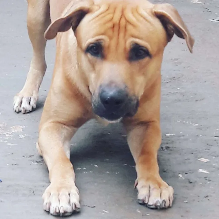 Cachorro ra a Vira-lata idade 2 anos nome Thor