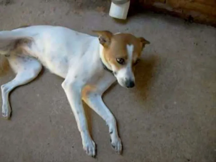 Cachorro ra a Vira-Lata idade 5 anos nome Tereza e Sara