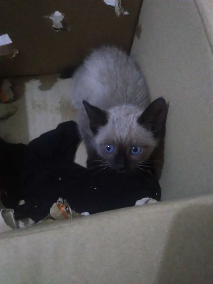 Gato ra a Siamês idade 2 a 6 meses nome Sem nome