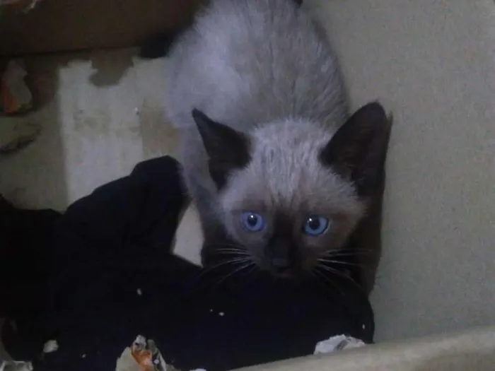 Gato ra a Siamês idade 2 a 6 meses nome Sem nome
