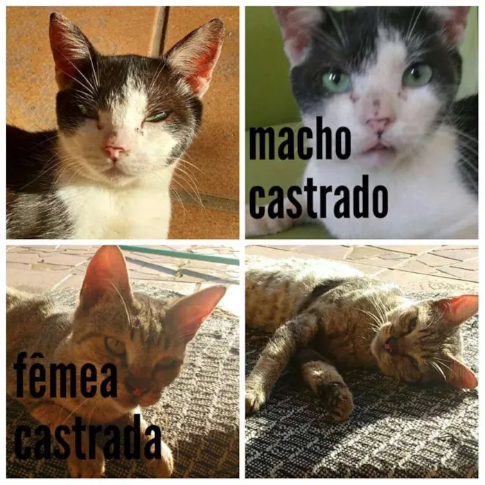 Gato ra a SRD idade 2 a 6 meses nome Mel/ Frajola