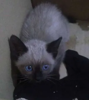 Gato raça Siamês idade 2 a 6 meses nome Sem nome