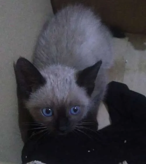 Gato ra a Siamês idade 2 a 6 meses nome Sem nome