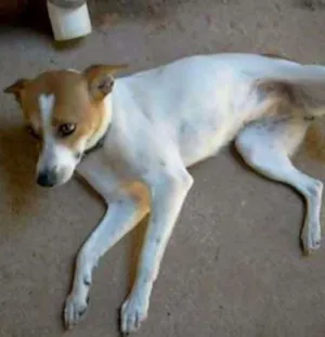 Cachorro raça Vira-Lata idade 5 anos nome Tereza e Sara
