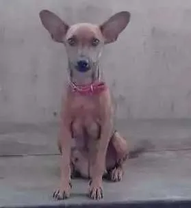 Cachorro raça Mestiça  idade 1 ano nome Tita