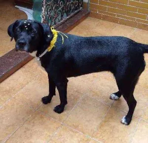 Cachorro raça SRD idade 7 a 11 meses nome Lisa