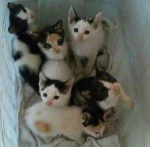 Gato raça Vira-Latas idade 2 a 6 meses nome Sem nomes