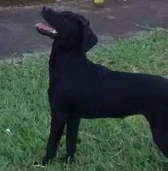 Cachorro ra a Labradora idade 2 a 6 meses nome Sarah