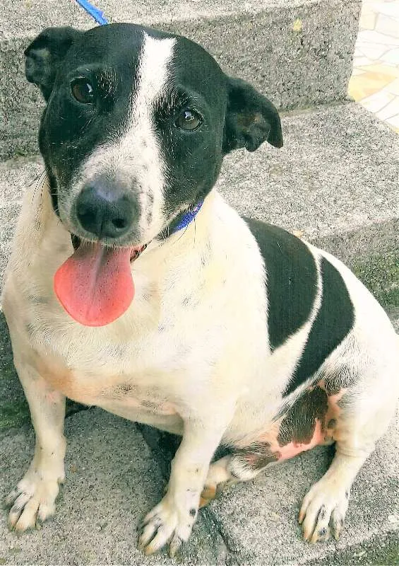 Cachorro raça SRD idade 4 anos nome Djo