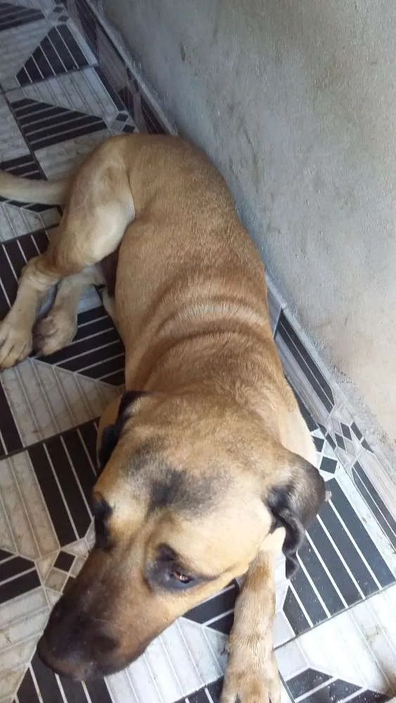 Cachorro raça Mastiff inglês  idade 4 anos nome Boris