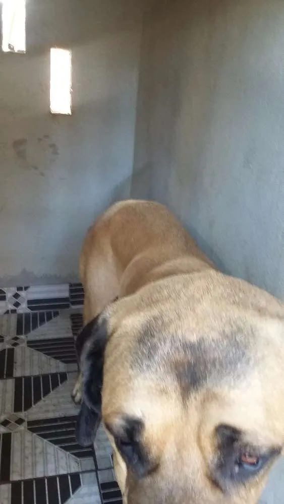 Cachorro raça Mastiff inglês  idade 4 anos nome Boris