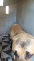 Boris