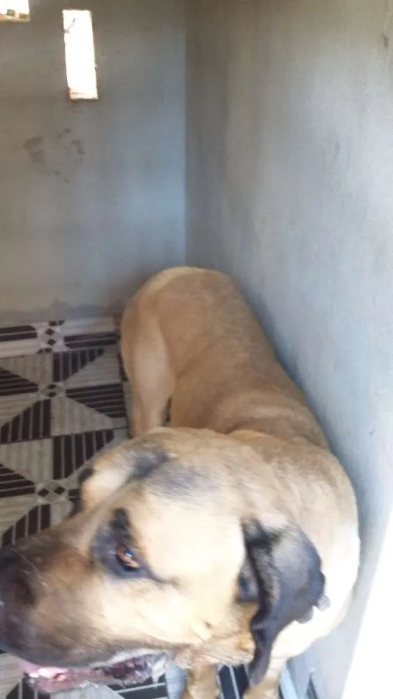 Cachorro raça Mastiff inglês  idade 4 anos nome Boris