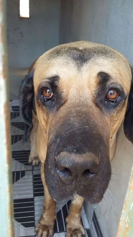 Cachorro raça Mastiff inglês  idade 4 anos nome Boris