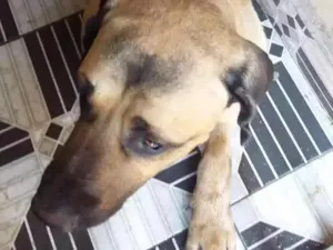 Cachorro raça Mastiff inglês  idade 4 anos nome Boris