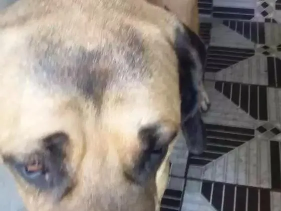 Cachorro raça Mastiff inglês  idade 4 anos nome Boris