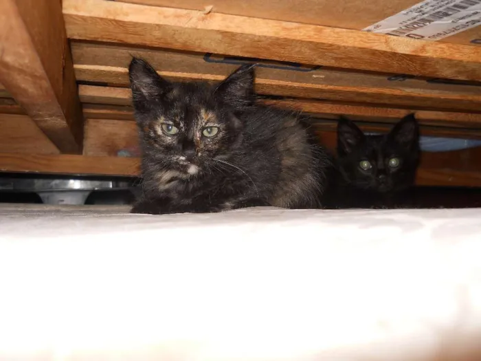 Gato ra a SRD idade Abaixo de 2 meses nome Gustavo e Jenifer
