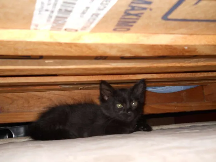 Gato ra a SRD idade Abaixo de 2 meses nome Gustavo e Jenifer