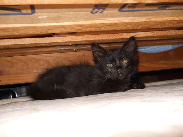 Gato ra a SRD idade Abaixo de 2 meses nome Gustavo e Jenifer