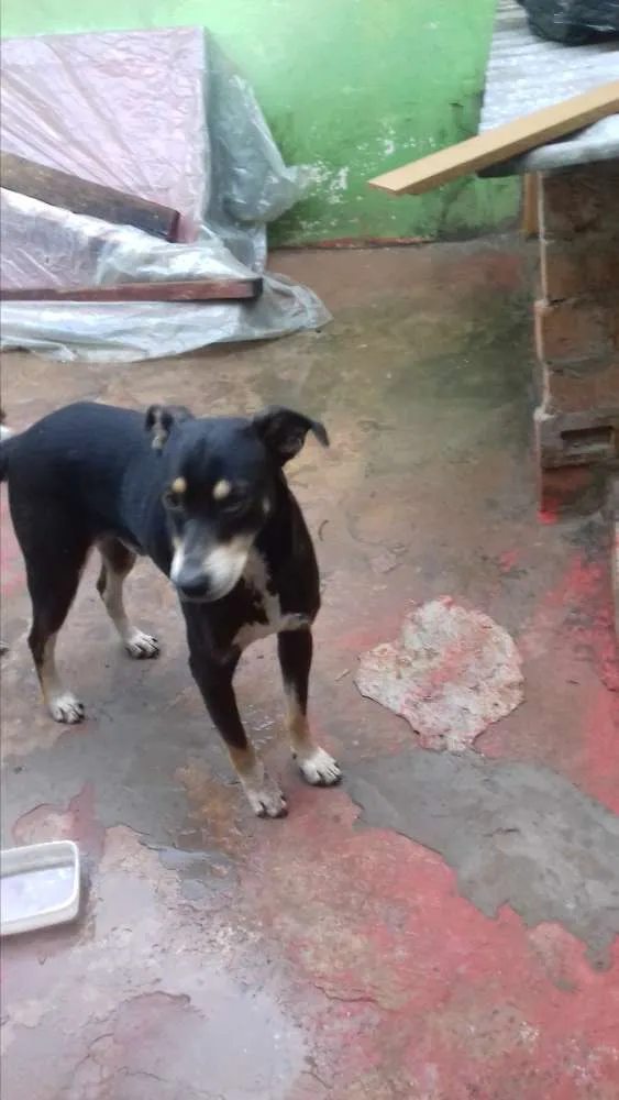 Cachorro ra a shaw shaw com vira-lata idade 1 ano nome negão