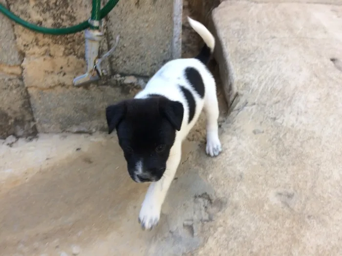 Cachorro raça Indefinida idade Abaixo de 2 meses nome Filhotes