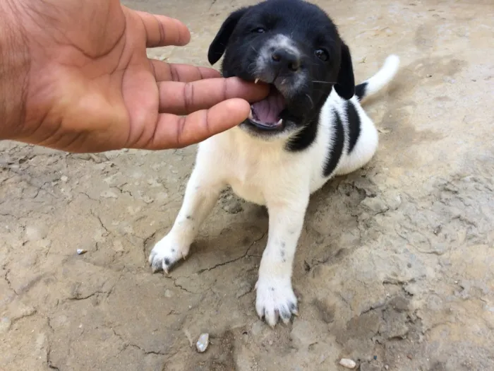 Cachorro raça Indefinida idade Abaixo de 2 meses nome Filhotes