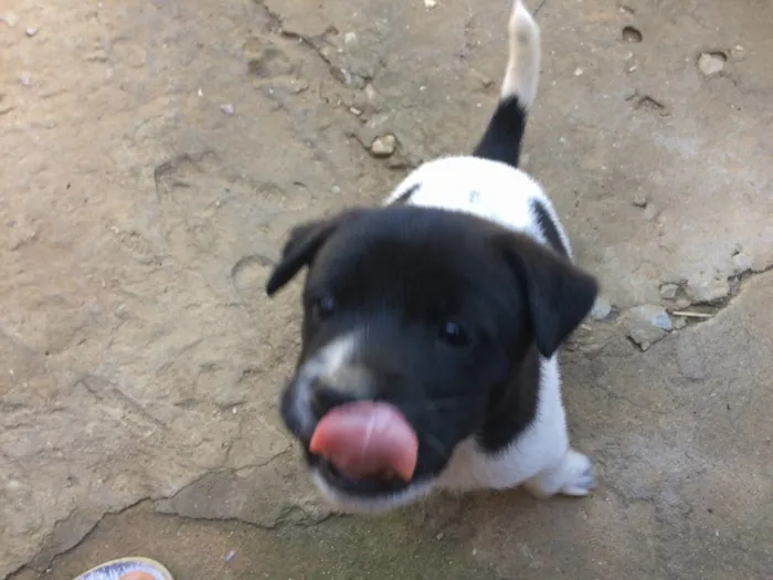 Cachorro raça Indefinida idade Abaixo de 2 meses nome Filhotes
