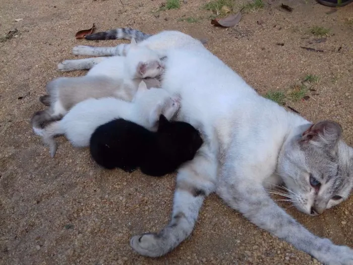 Gato raça SRD idade 2 a 6 meses nome Sem nome