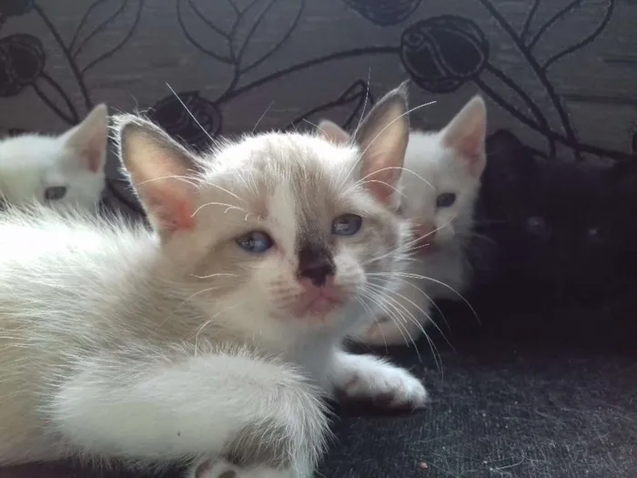 Gato raça SRD idade 2 a 6 meses nome Sem nome