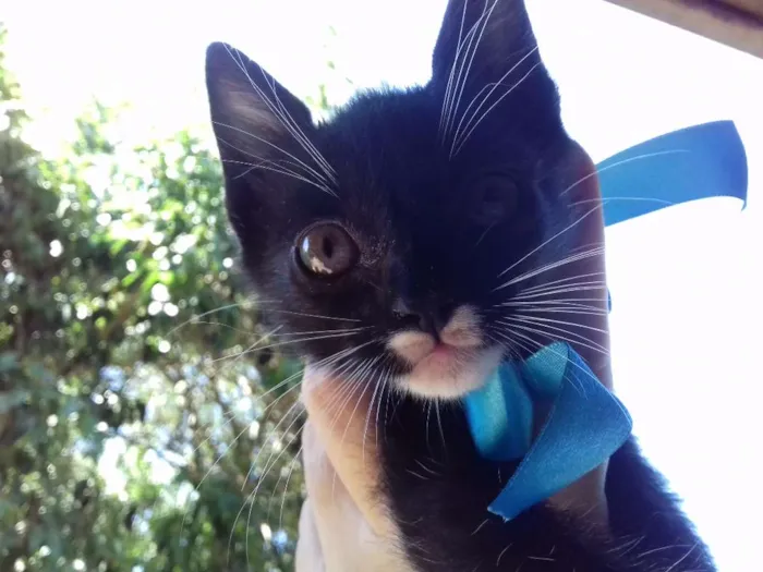 Gato raça SRD idade 2 a 6 meses nome Sem nome