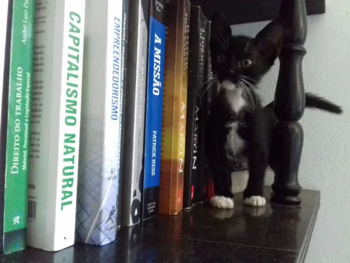 Gato raça SRD idade 2 a 6 meses nome Sem nome